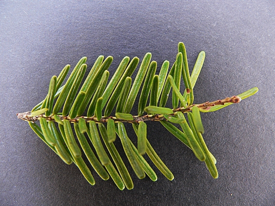 {Tsuga caroliniana}